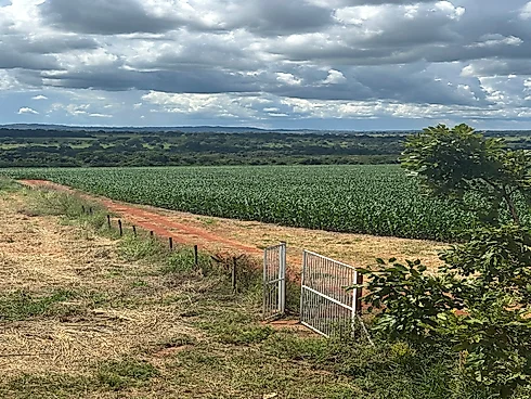 Vende-SE Chácara de 2000 m2 em Goianira - Foto 7