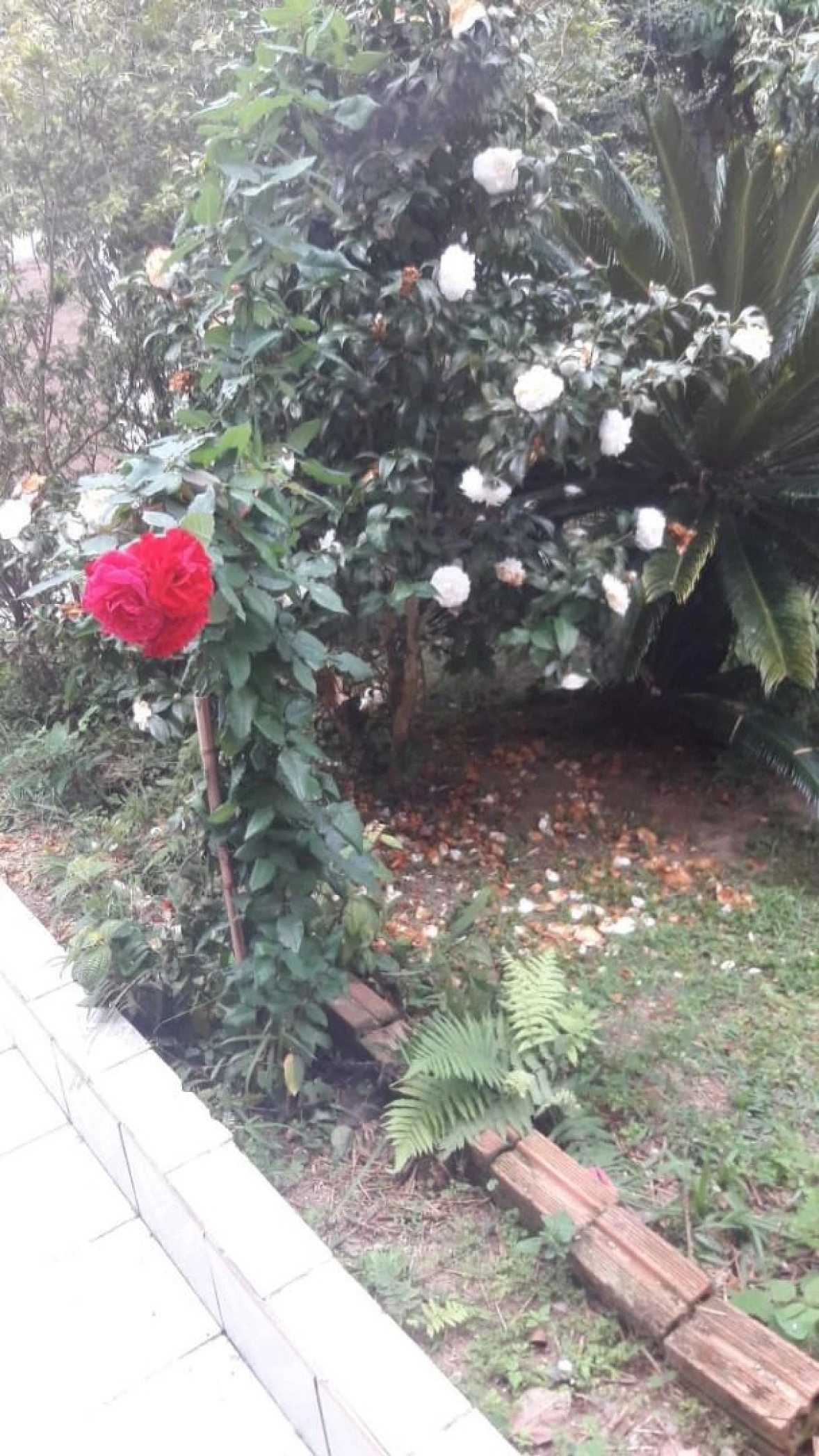 Excelente Casa na Praia de Fora com 100m² - Foto 15