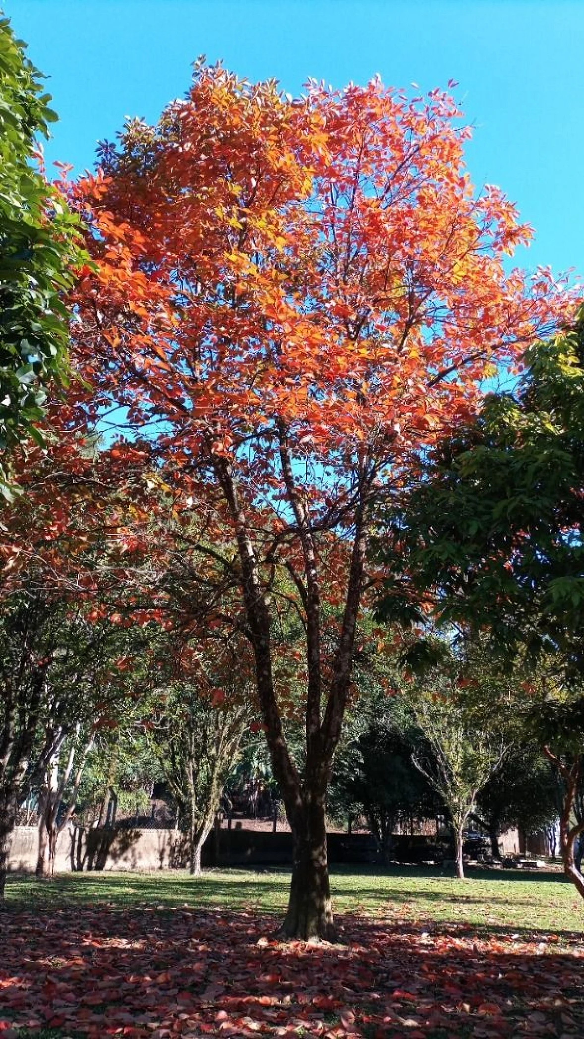 Sítio à Venda - Campo Novo - Tijucas/SC - Foto 11