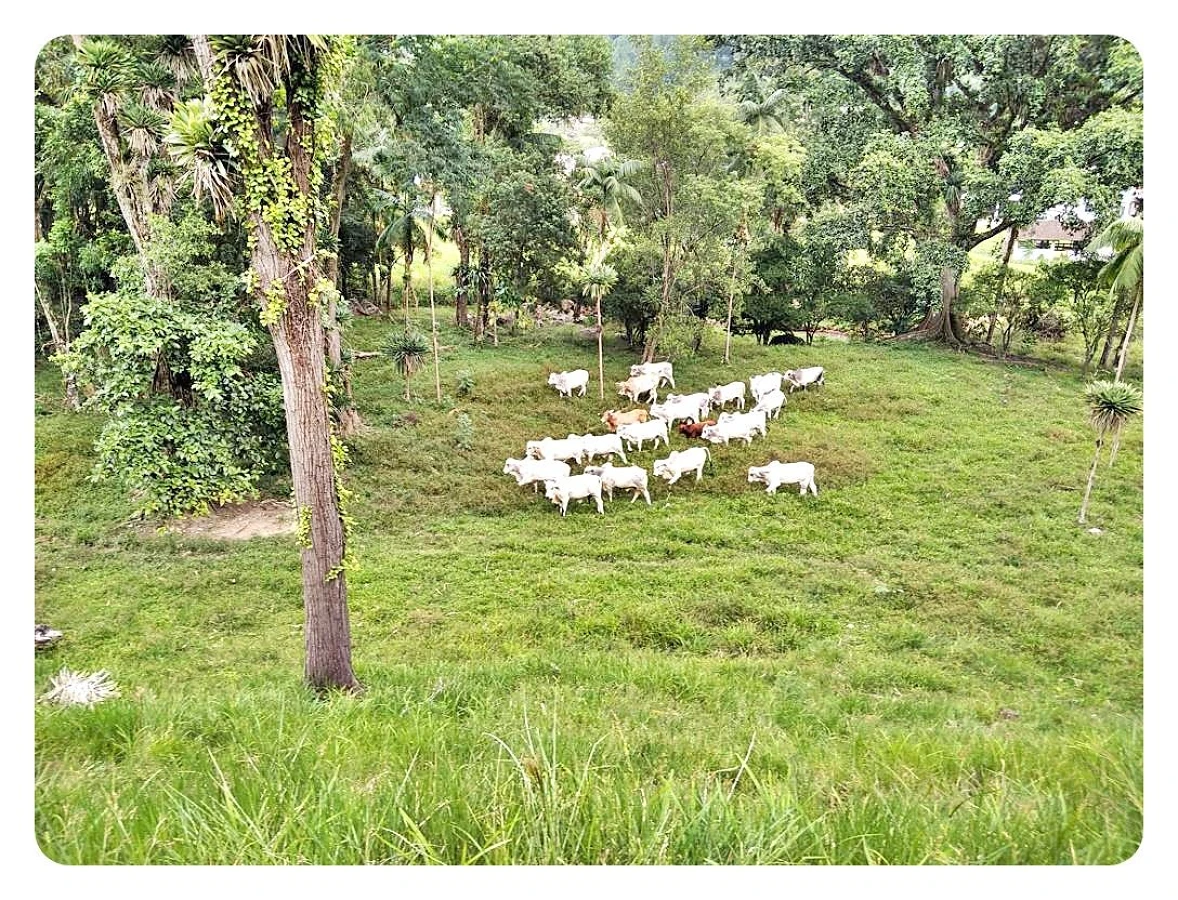 Sítio Pertinho da Cidade - Santo Amaro da Imperatriz, Grande Florianópolis/SC. - Foto 12