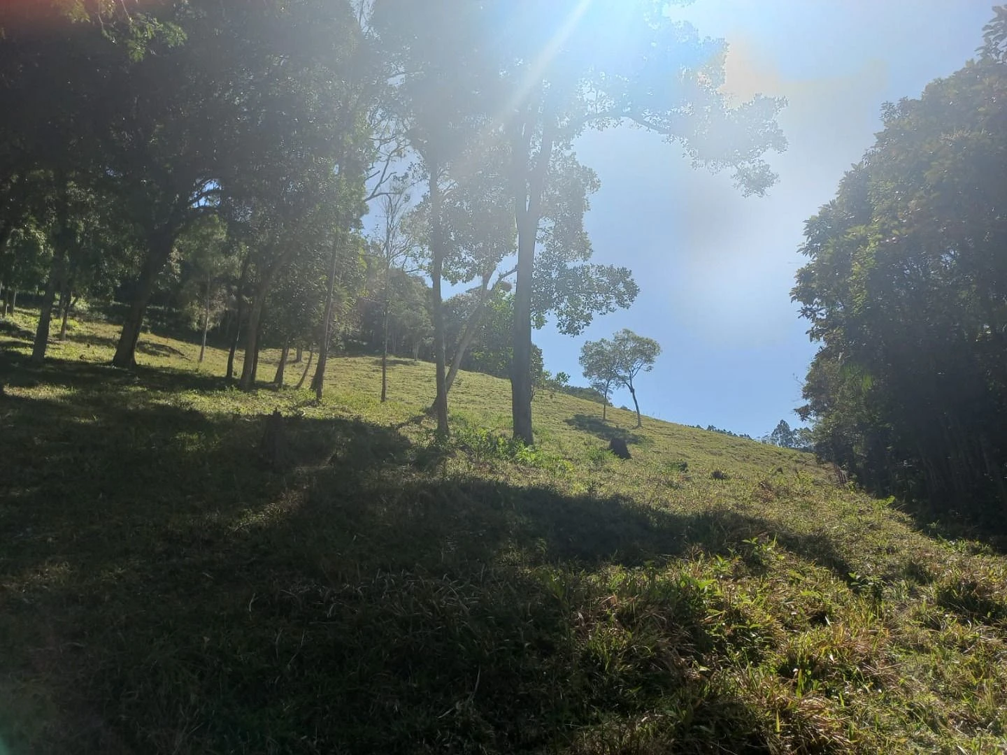 Sitio a Venda - São Bonifácio -SC - Foto 11