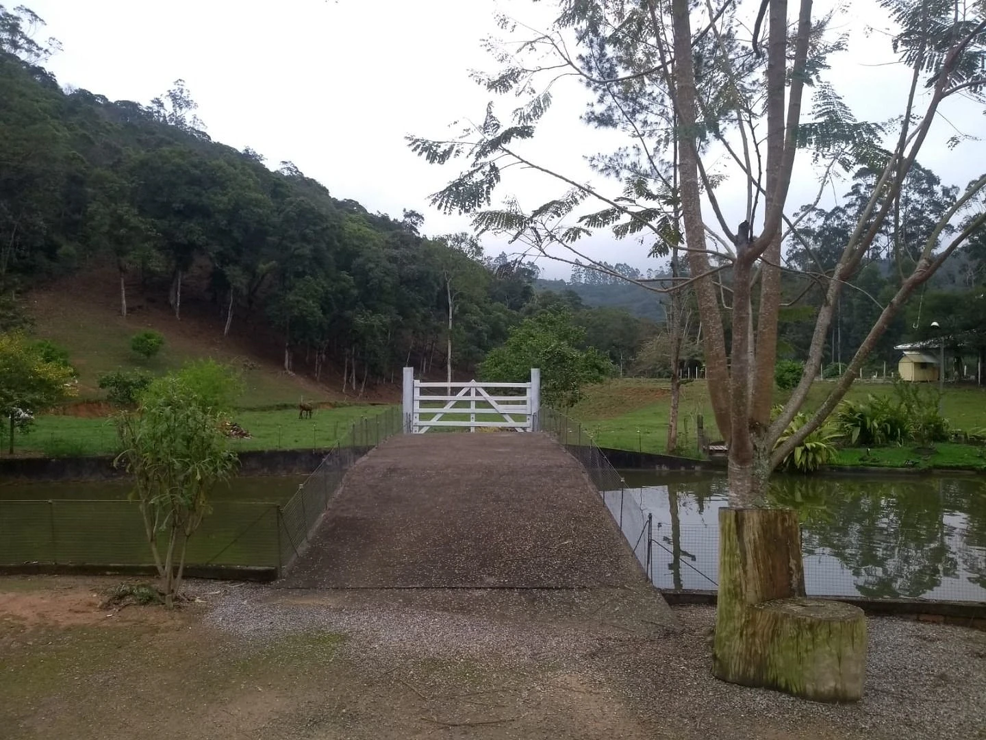 Sitio a Venda - São Bonifácio -SC - Foto 33