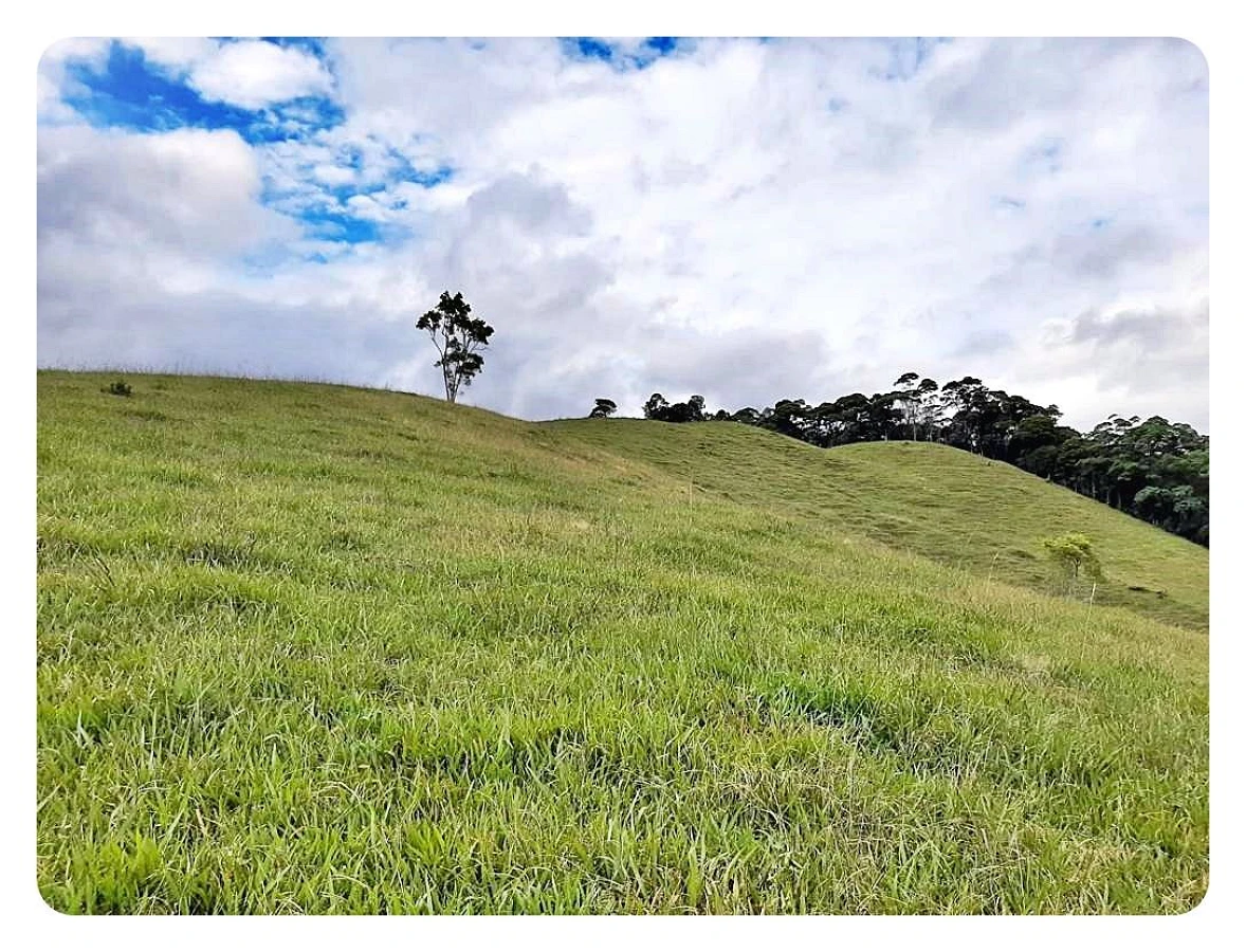Sítio 23 Hectares em  São Bonifácio/SC - Foto 11