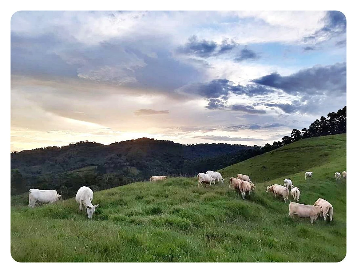 Terreno Rural à Venda, 236000 m² em São Bonifácio/SC - Foto 14
