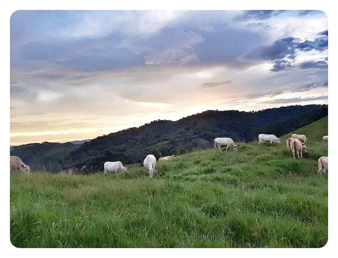 Terreno Rural à Venda, 236000 m² em São Bonifácio/SC - Foto 15