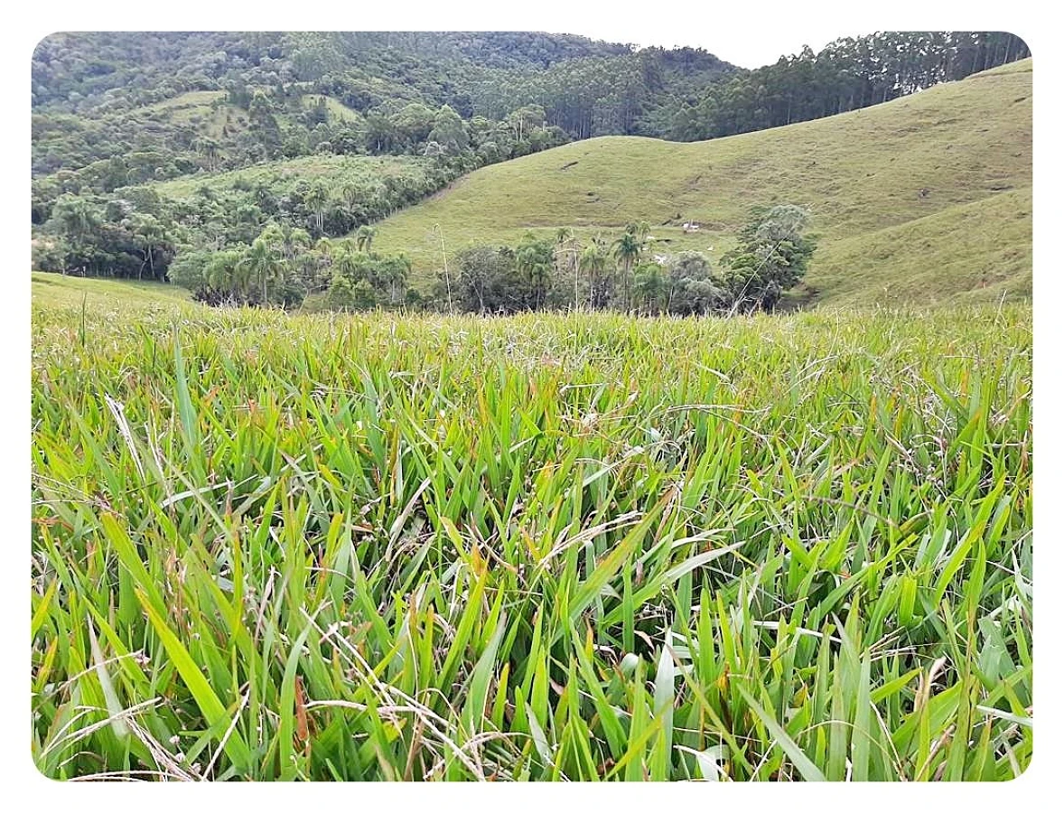 Terreno Rural à Venda, 236000 m² em São Bonifácio/SC - Foto 9