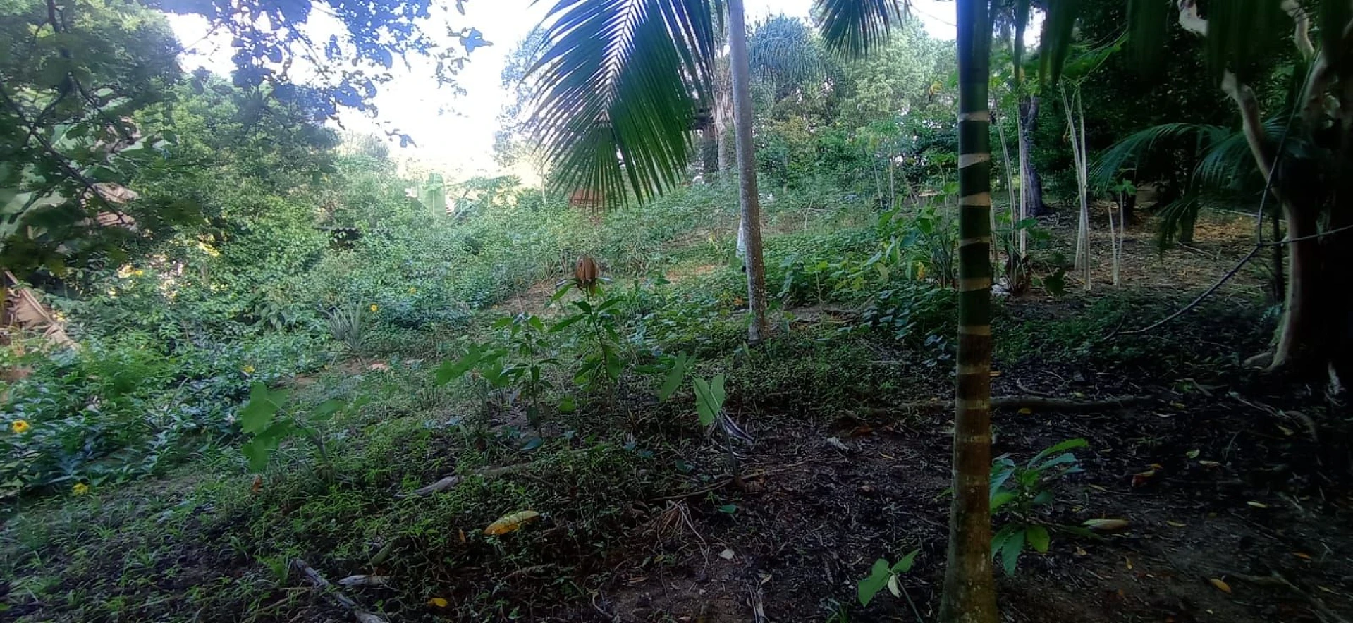 Sítio com 4 Dormitórios à Venda, 8126 m² por R$ 590.000,00 - Pagará - Santo Amaro da Imperatriz/SC - Foto 16
