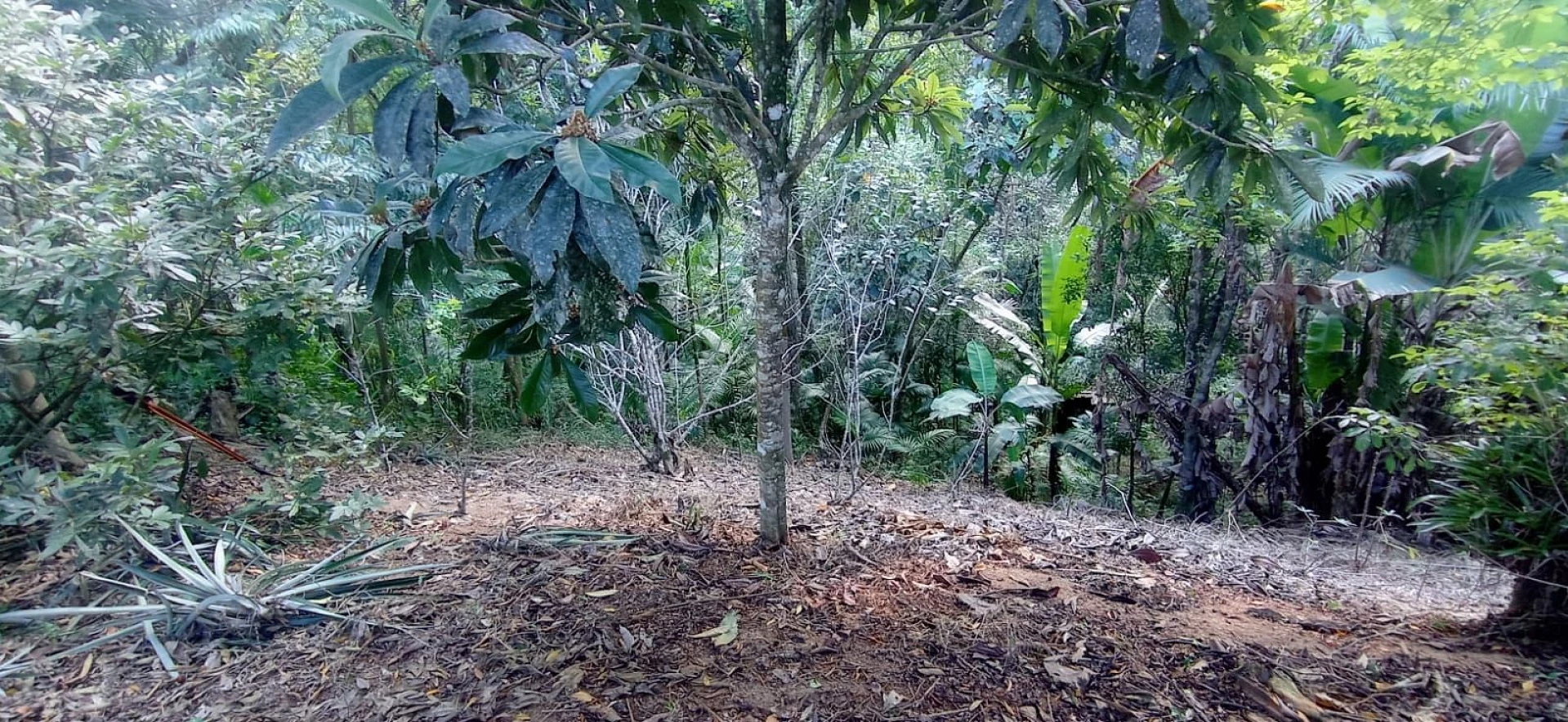 Sítio com 4 Dormitórios à Venda, 8126 m² por R$ 590.000,00 - Pagará - Santo Amaro da Imperatriz/SC - Foto 20