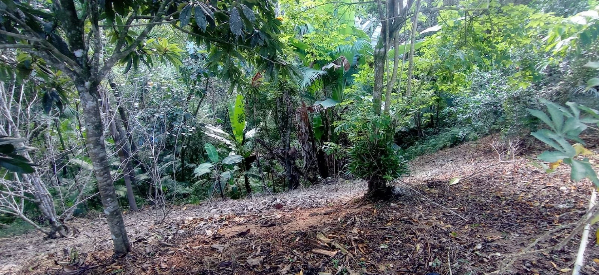 Sítio com 4 Dormitórios à Venda, 8126 m² por R$ 590.000,00 - Pagará - Santo Amaro da Imperatriz/SC - Foto 21