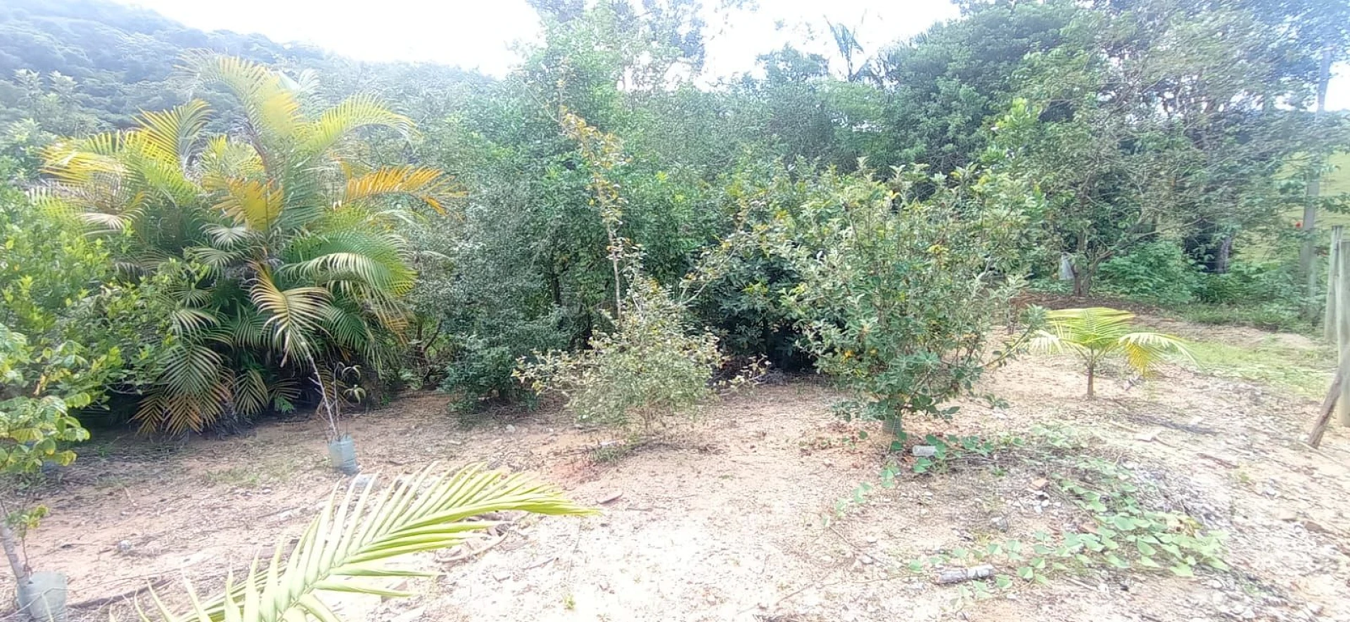 Sítio com 4 Dormitórios à Venda, 8126 m² por R$ 590.000,00 - Pagará - Santo Amaro da Imperatriz/SC - Foto 23