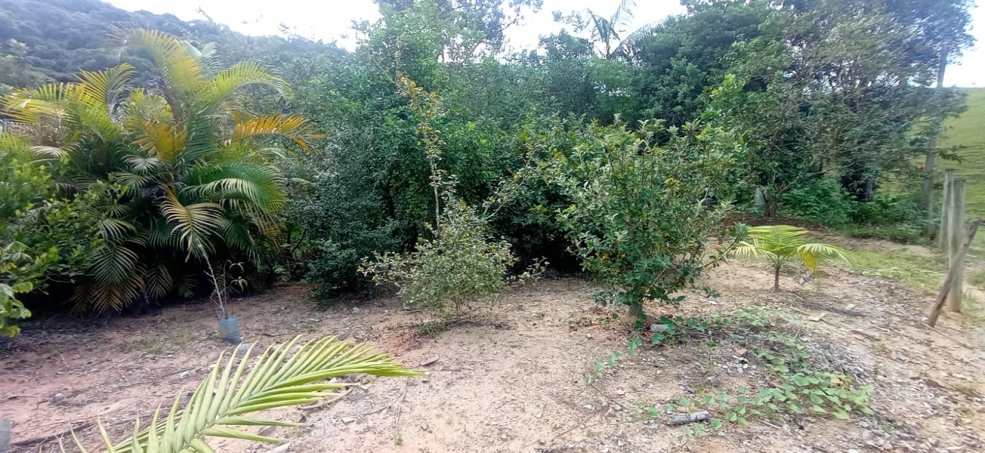Sítio com 4 Dormitórios à Venda, 8126 m² por R$ 590.000,00 - Pagará - Santo Amaro da Imperatriz/SC - Foto 24