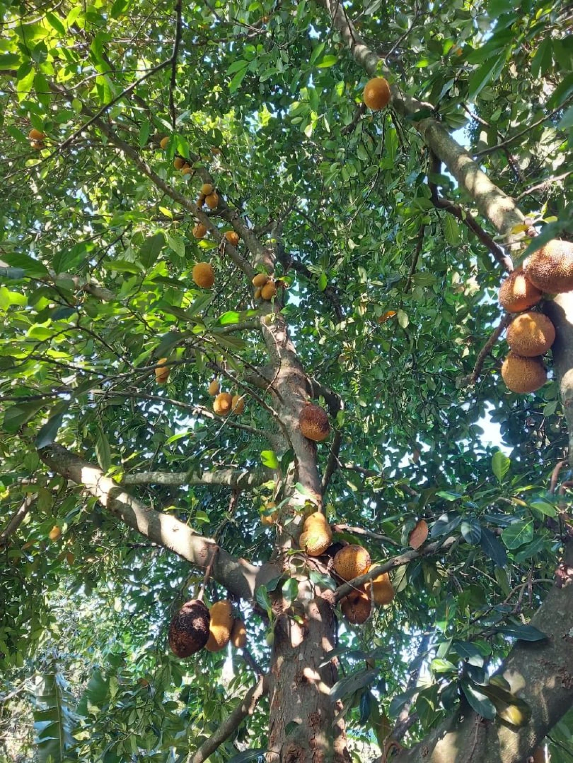 Terreno à Venda - Ponta de Baixo - São José/SC.. - Foto 11