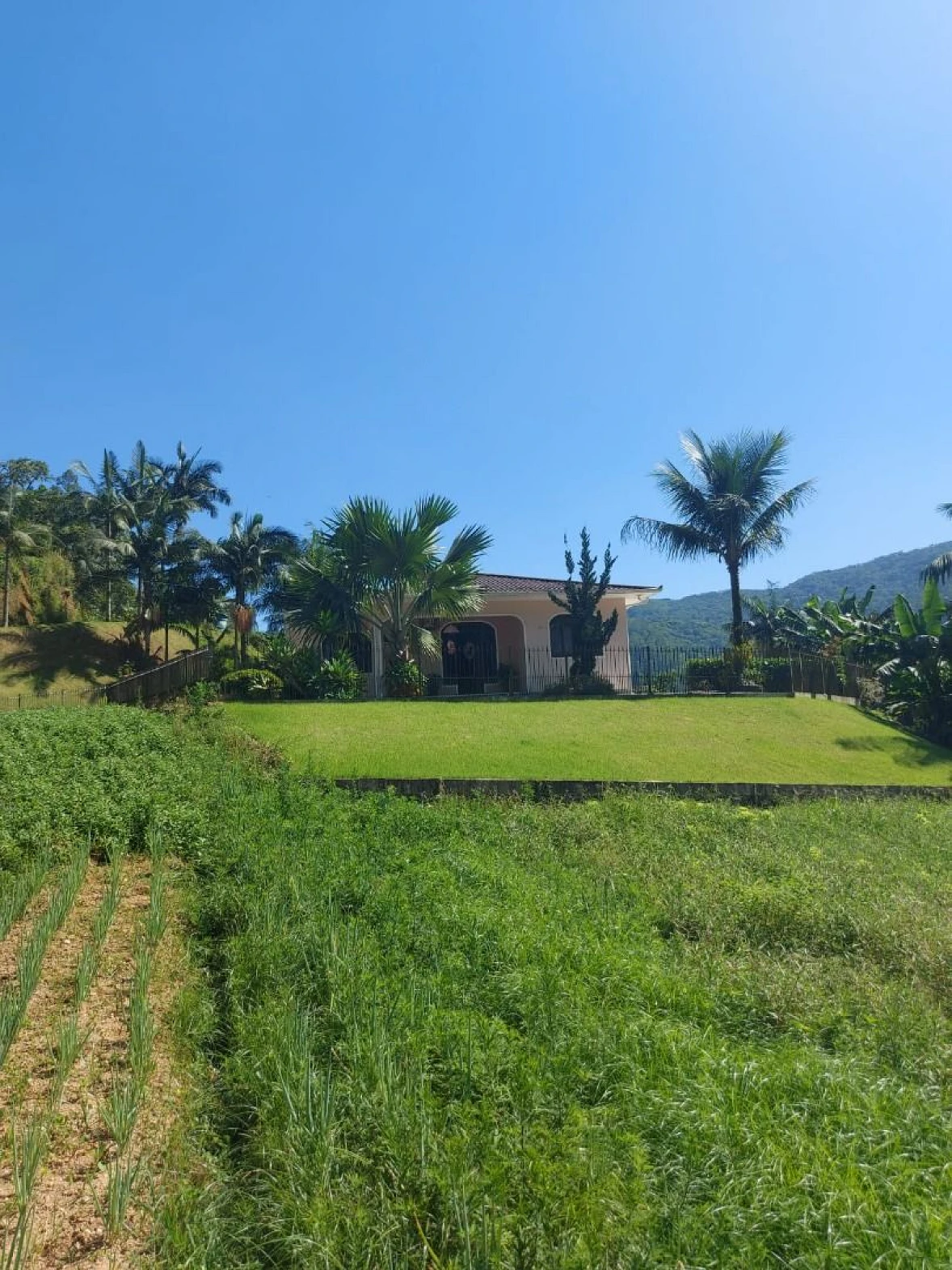 Chácara com Casa - Centro - Antônio Carlos/SC - Foto 13
