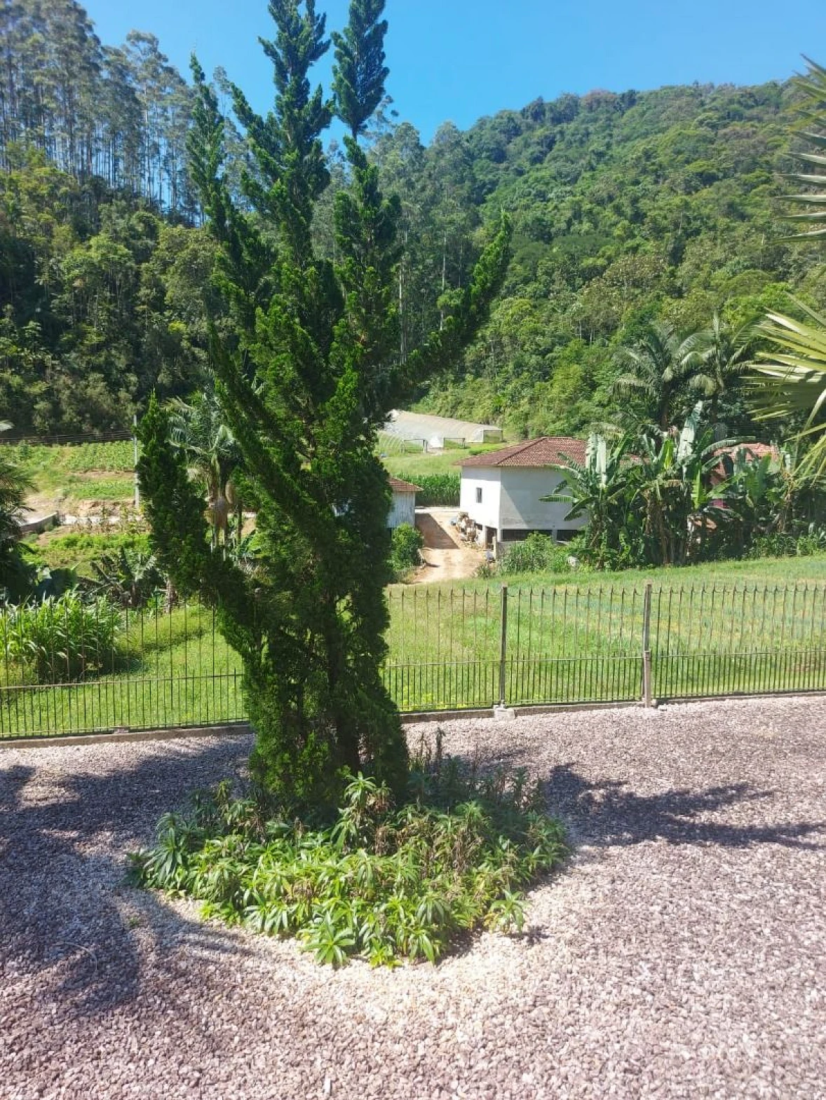 Chácara com Casa - Centro - Antônio Carlos/SC - Foto 15