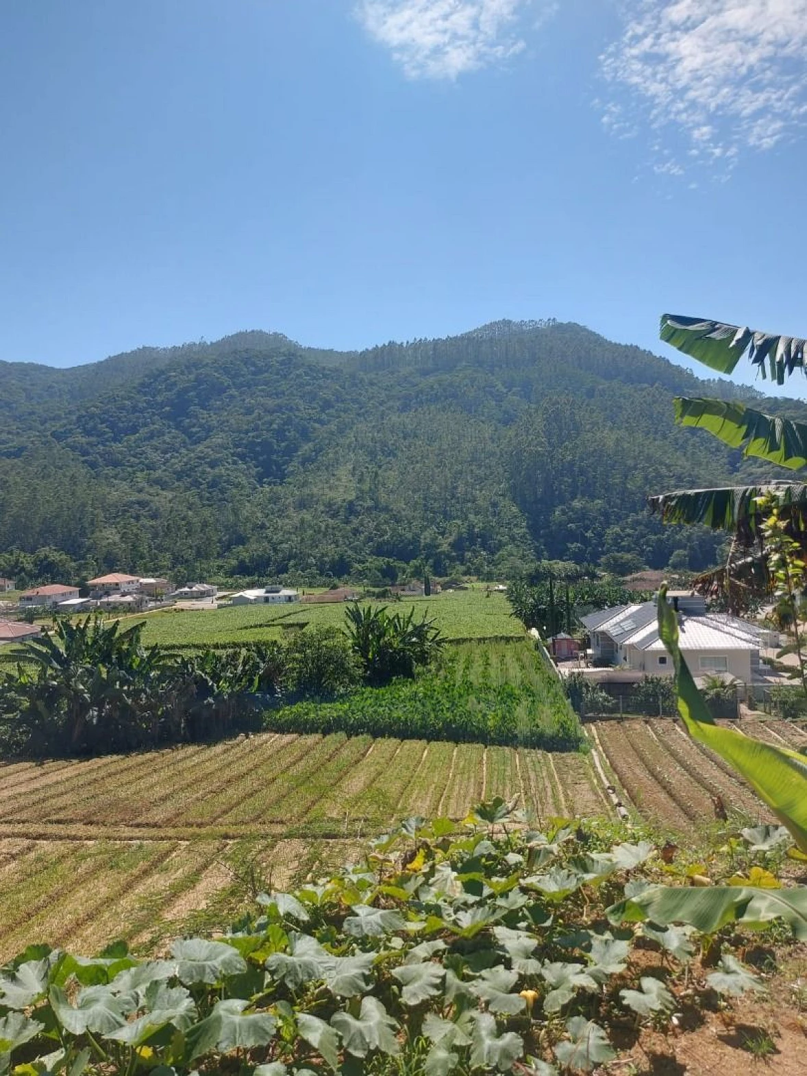 Chácara com Casa - Centro - Antônio Carlos/SC - Foto 21