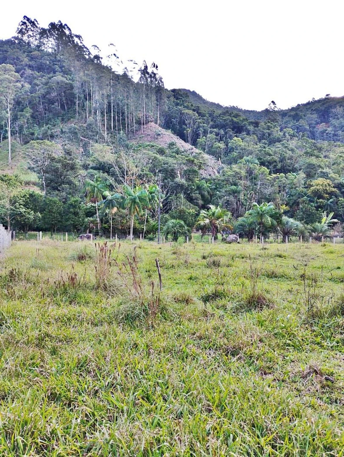 Sítio com 2 Dormitórios à Venda, 142000 m² - Angelina - Angelina/SC - Foto 18