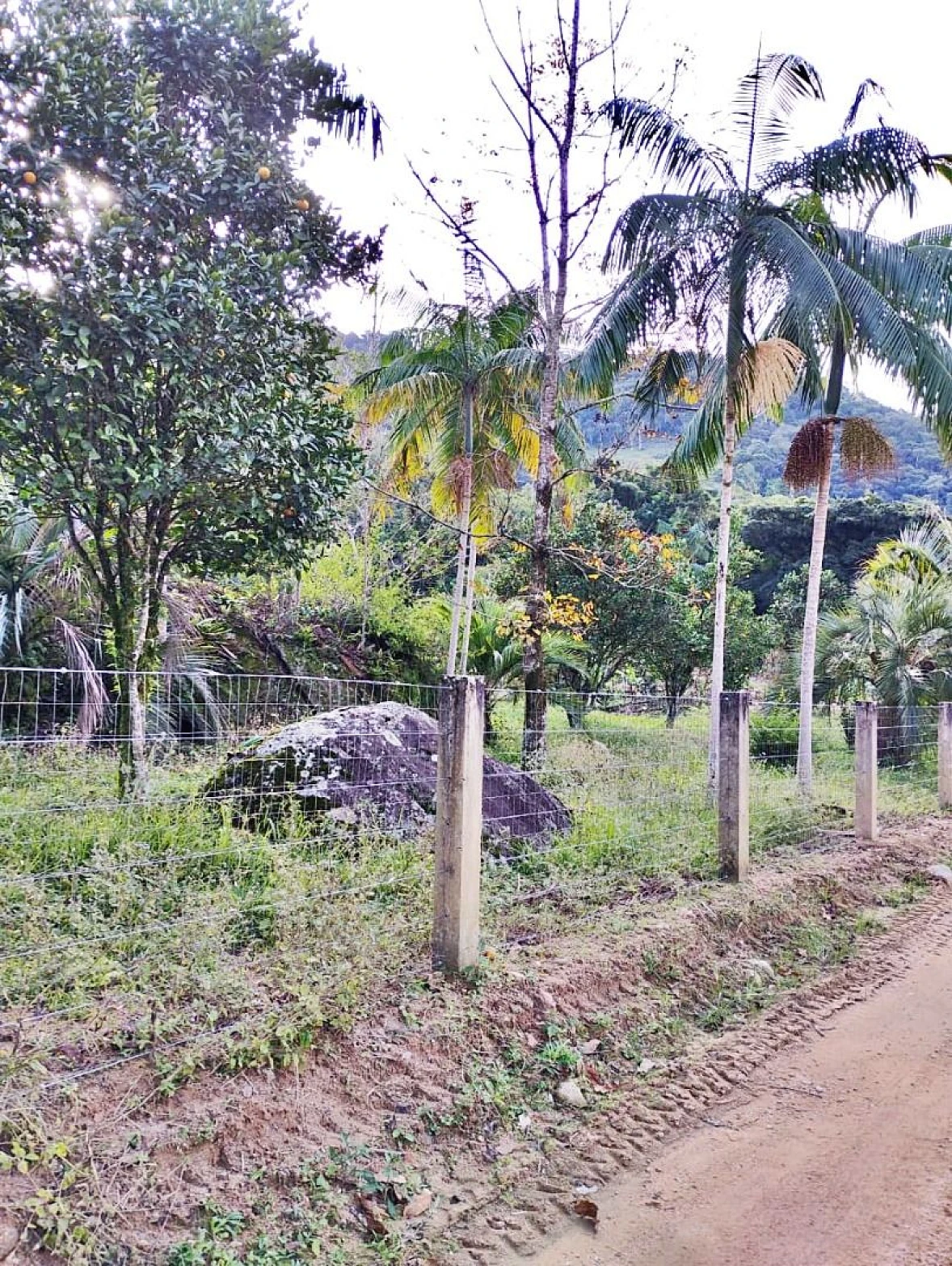 Sítio em Angelina, Angelina