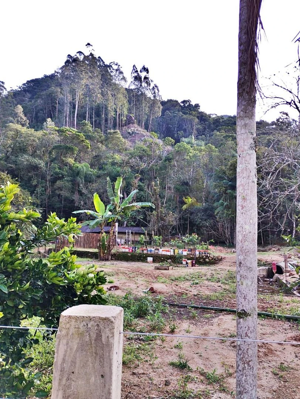 Sítio em Angelina, Angelina