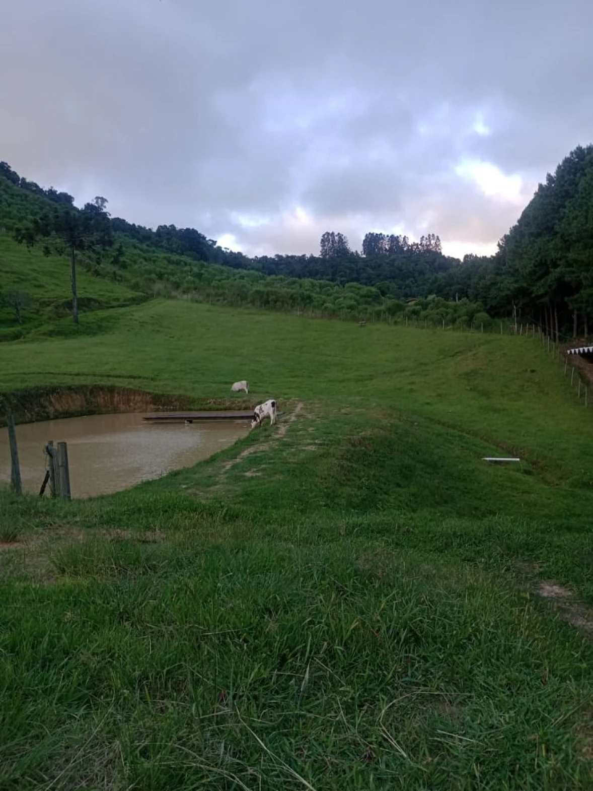 Sítio  à Venda - Alfredo Wagner/SC - Foto 10