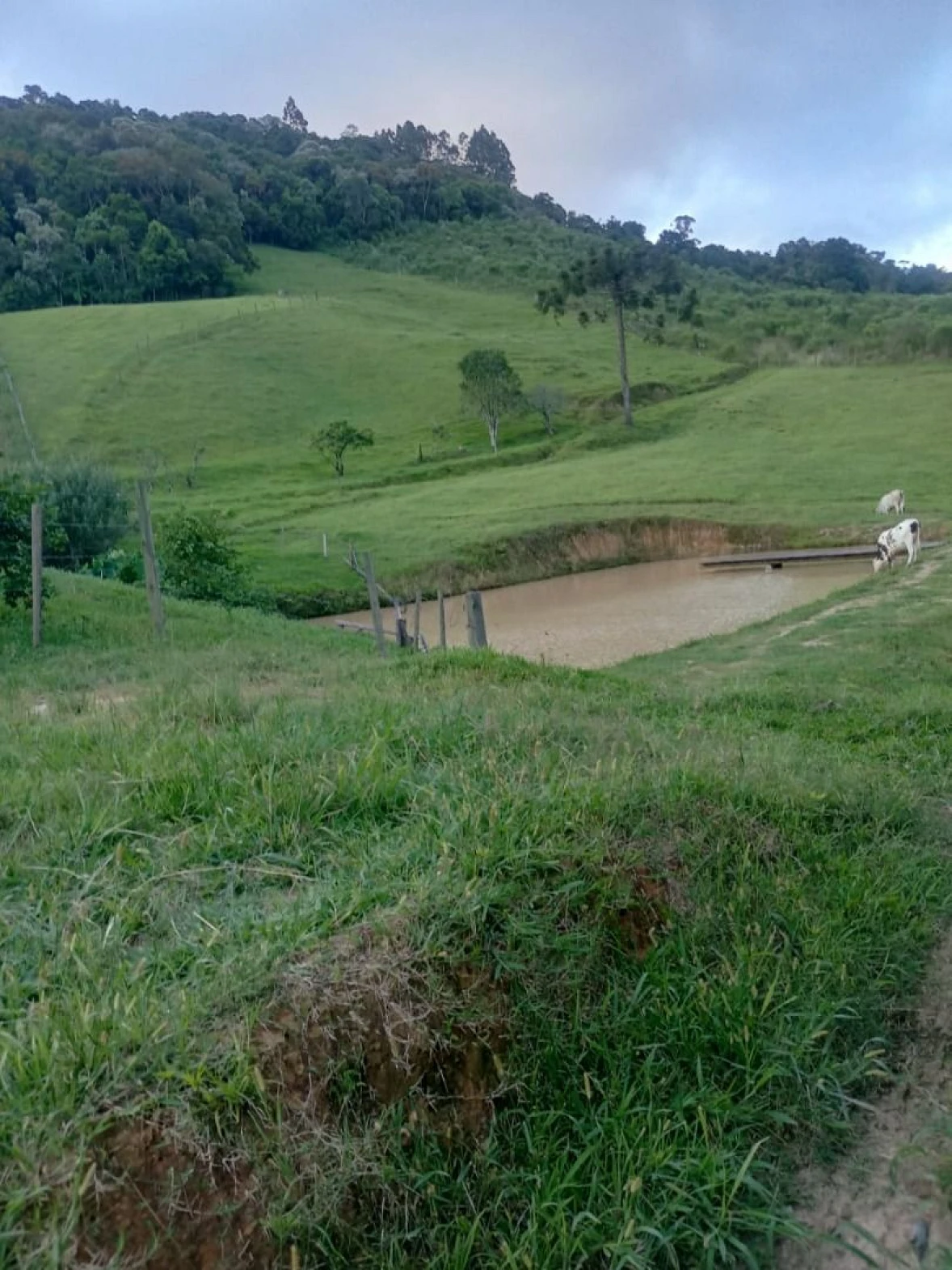 Sítio  à Venda - Alfredo Wagner/SC - Foto 11
