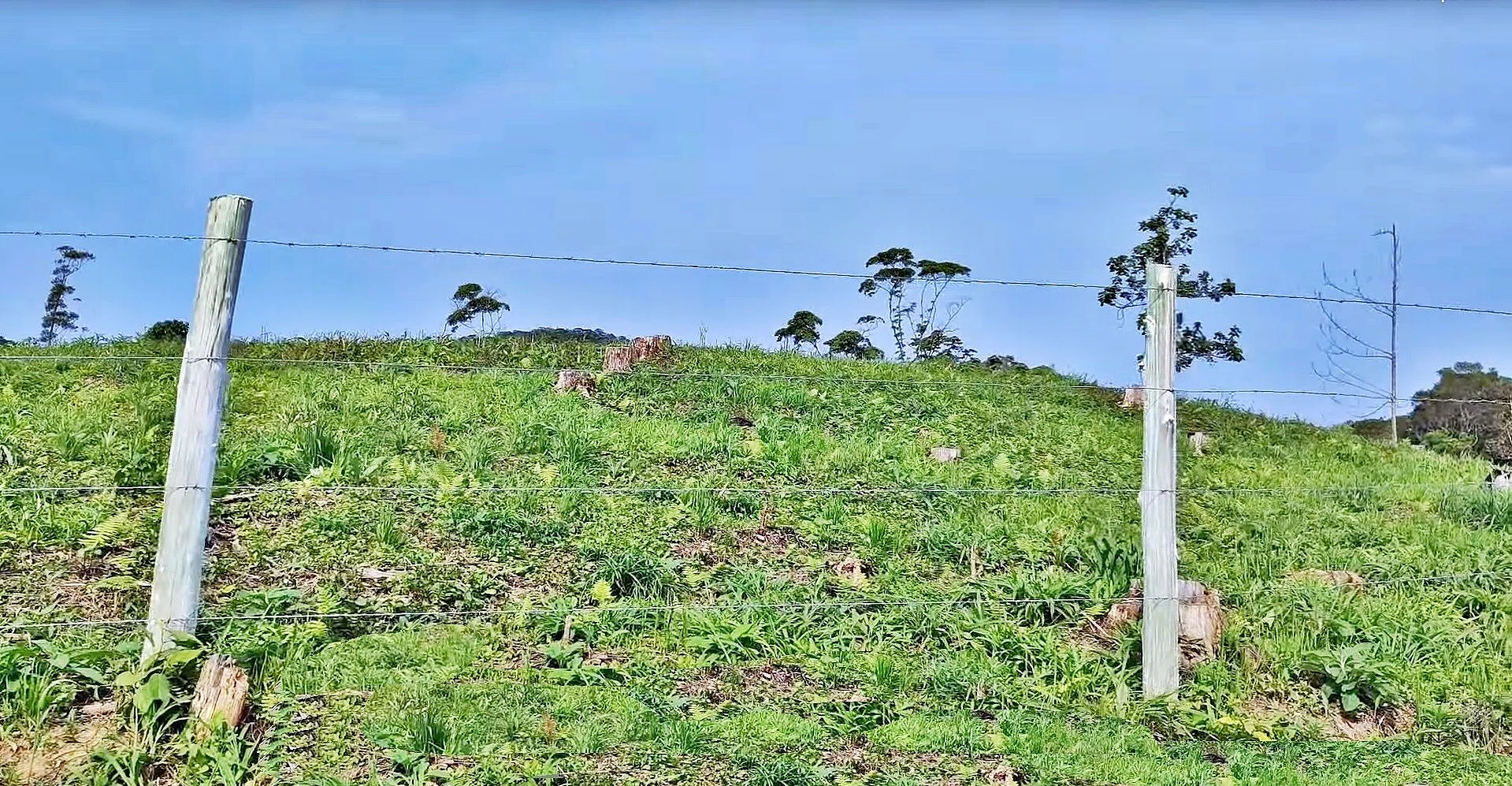 Terreno com 24.217 m² - Barro Branco - São Pedro de Alcântara - Foto 9