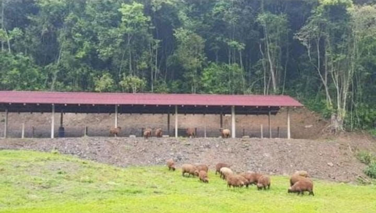 Sítio  Zona Rural- Alfredo Wagner/SC - Foto 11