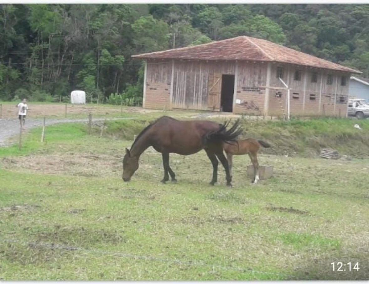 Sítio em Zona Rural, Alfredo Wagner