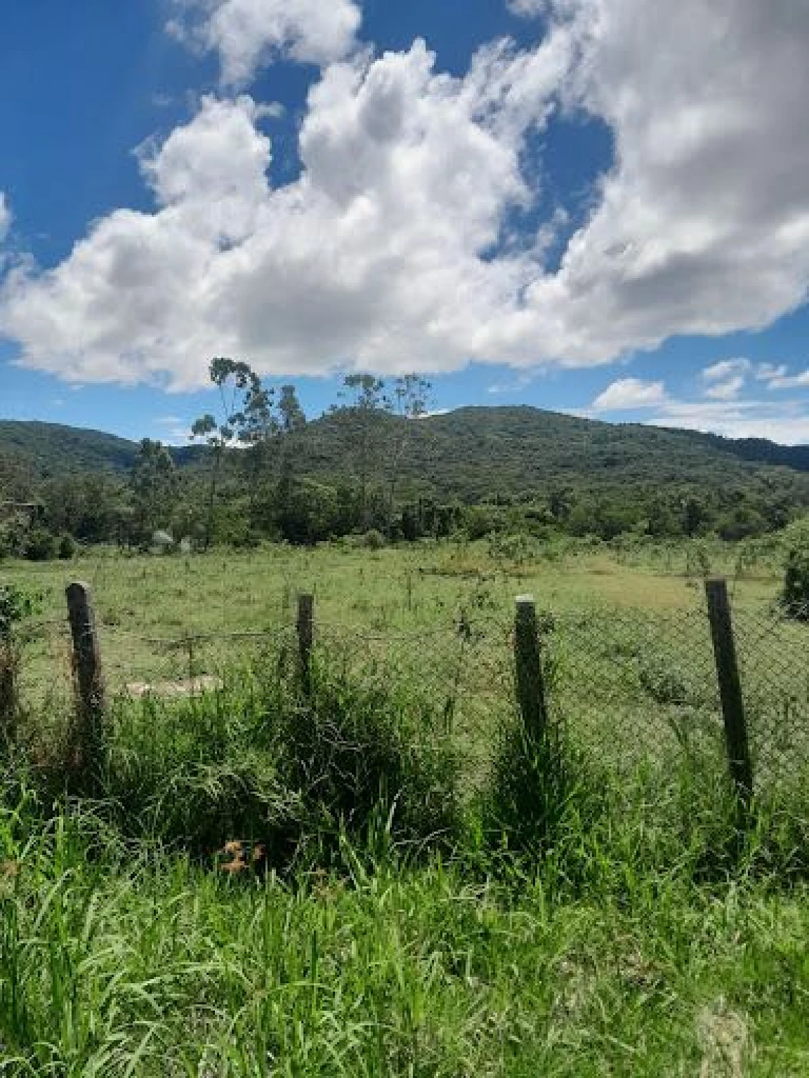 Lindo Terreno à Venda, 5280 m² - Ratones - Florianópolis/SC - Foto 7