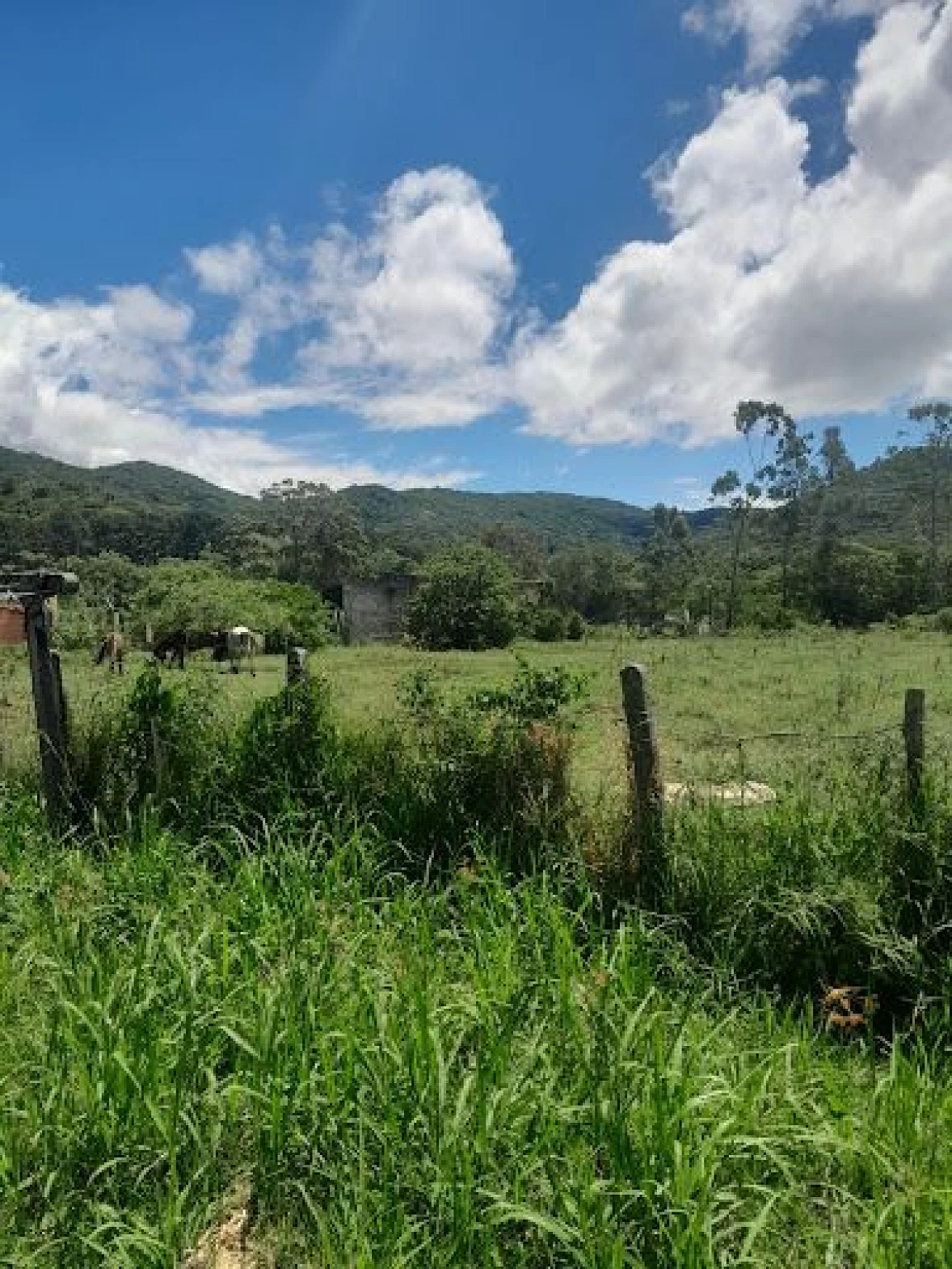 Lindo Terreno à Venda, 5280 m² - Ratones - Florianópolis/SC - Foto 8
