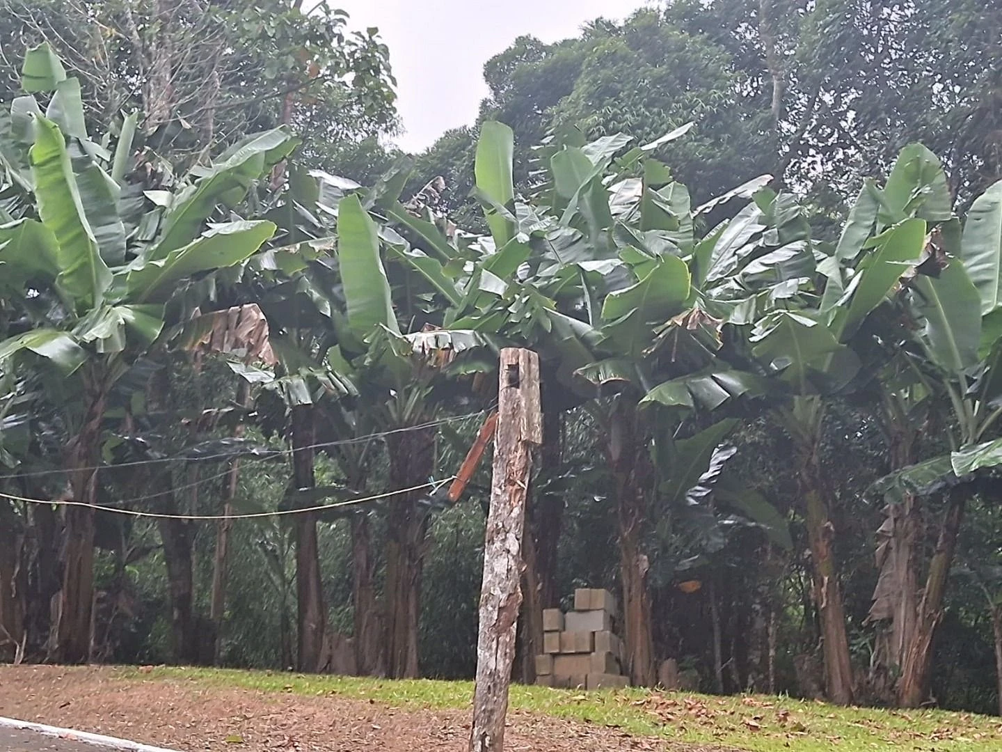 Sítio no Monte Verde 40.000 m² - Bairro Envernada - Foto 33