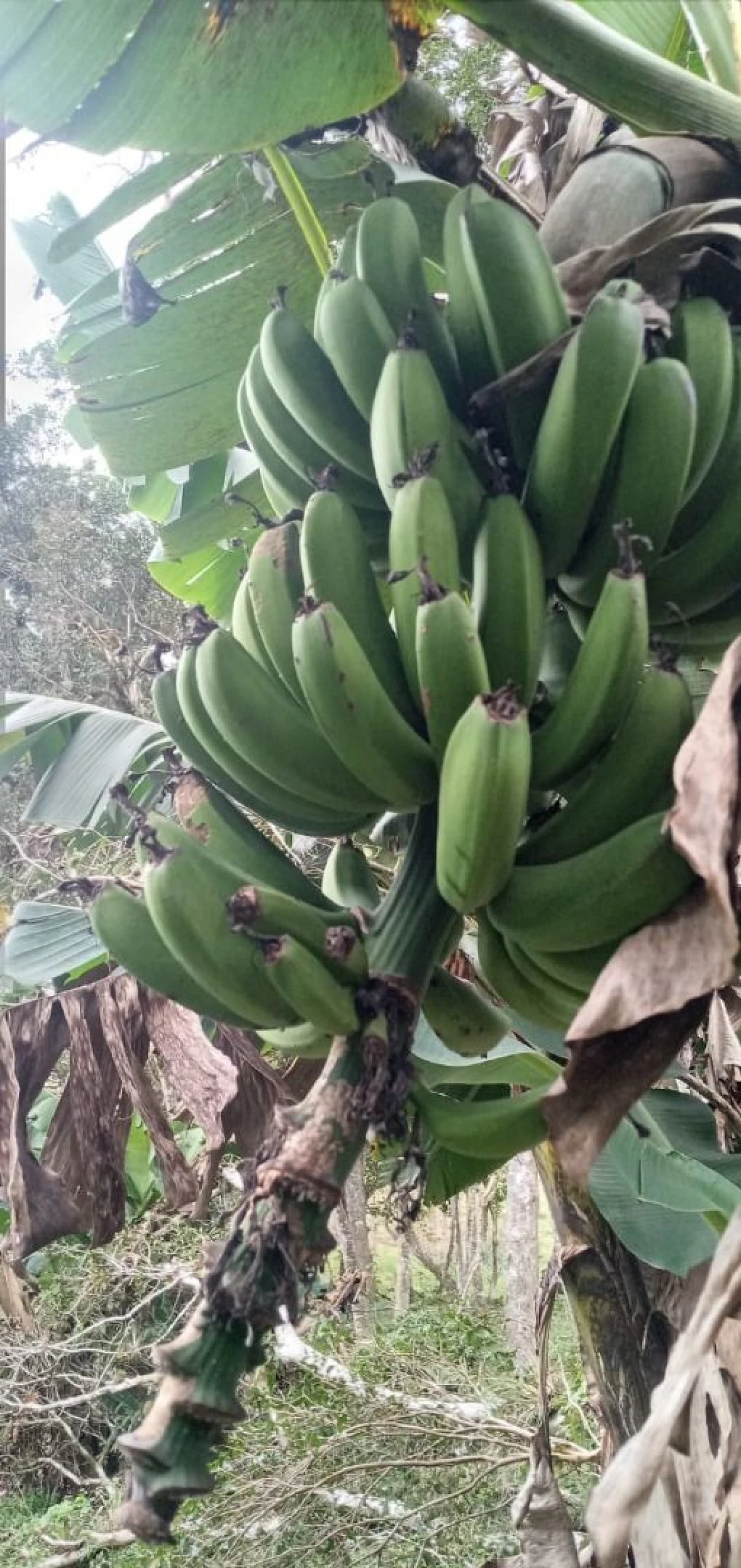 Chácara em Rio Miguel, Rancho Queimado