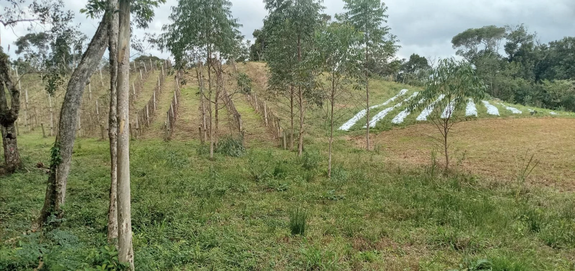Chácara em Rio Miguel, Rancho Queimado
