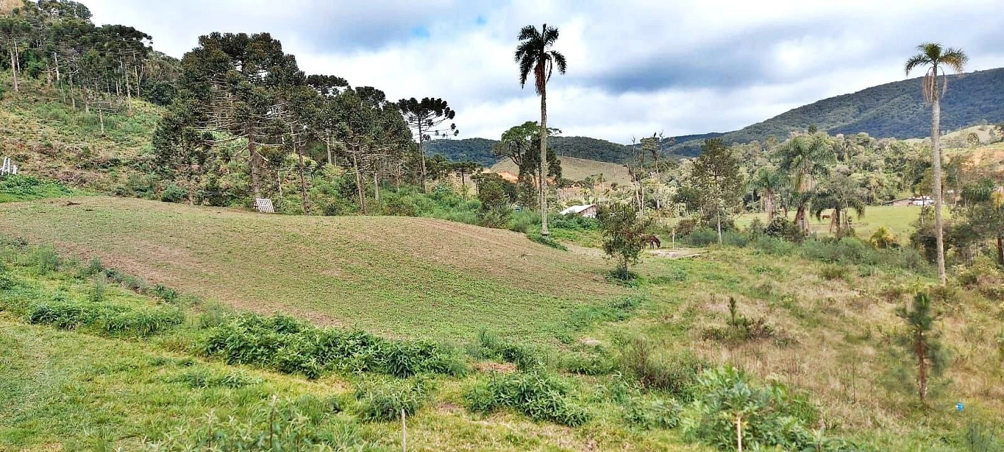 Chácara com 20.000M², Selo Orgânico em Rancho Queimado SC - Foto 7