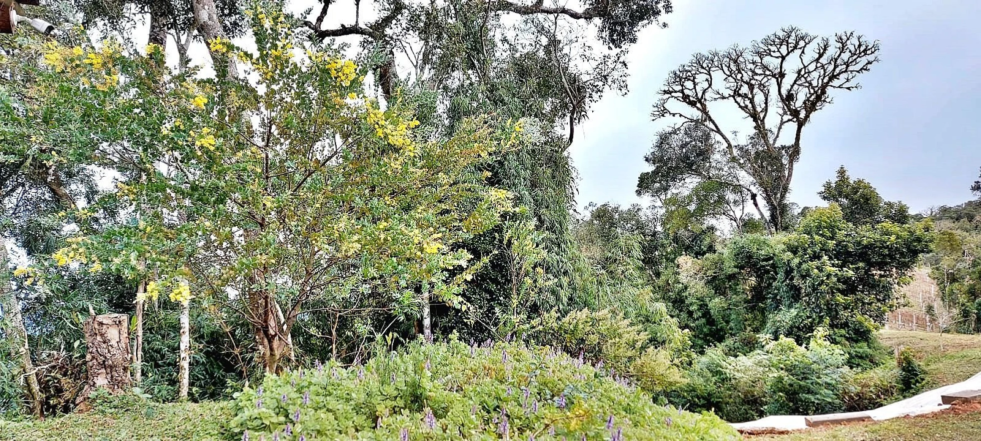 Chácara com 20.000M², Selo Orgânico em Rancho Queimado SC - Foto 8