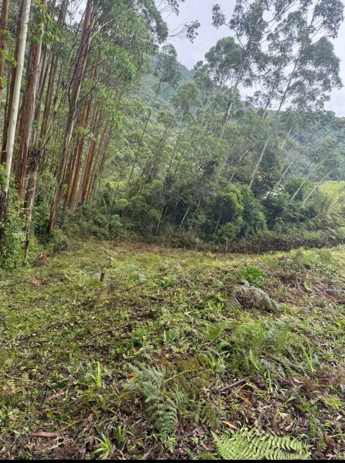 Terreno a Venda - Fazenda de Lurdes - Águas Mornas/SC - Foto 12