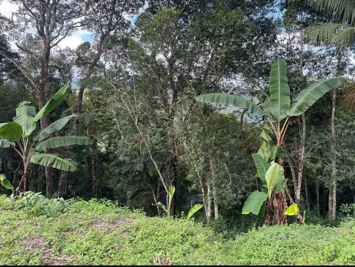 Terreno a Venda - Fazenda de Lurdes - Águas Mornas/SC - Foto 15