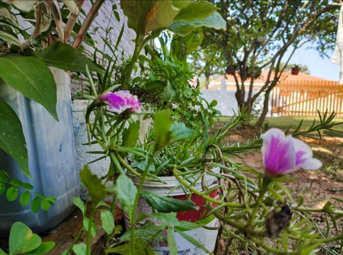 Casa com 3 Dormitórios - Campeche - Florianópolis/SC - Foto 11