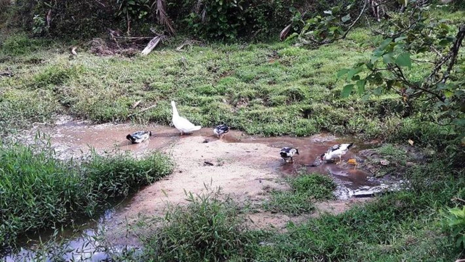 Sitio a Venda - Forquilhas - São José/SC - Foto 10
