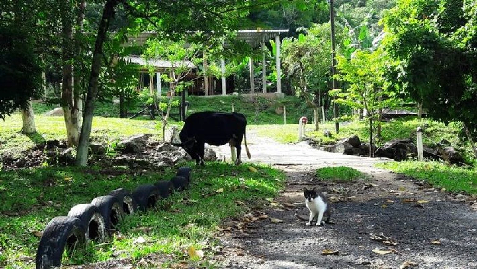 Sitio a Venda - Forquilhas - São José/SC - Foto 11