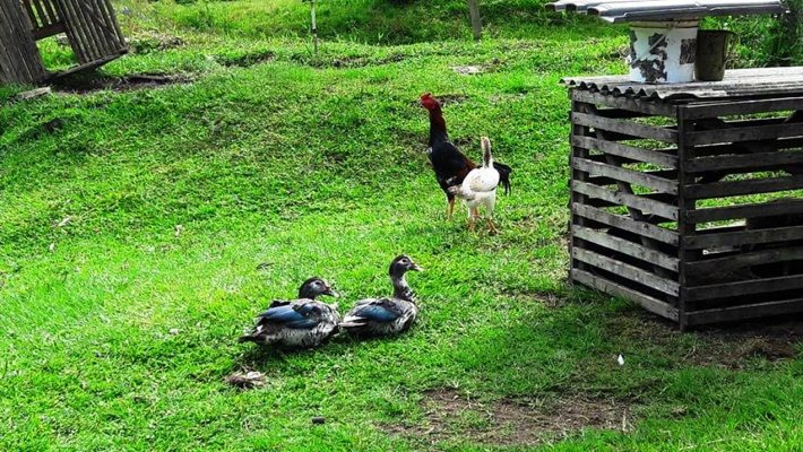Sitio a Venda - Forquilhas - São José/SC - Foto 29