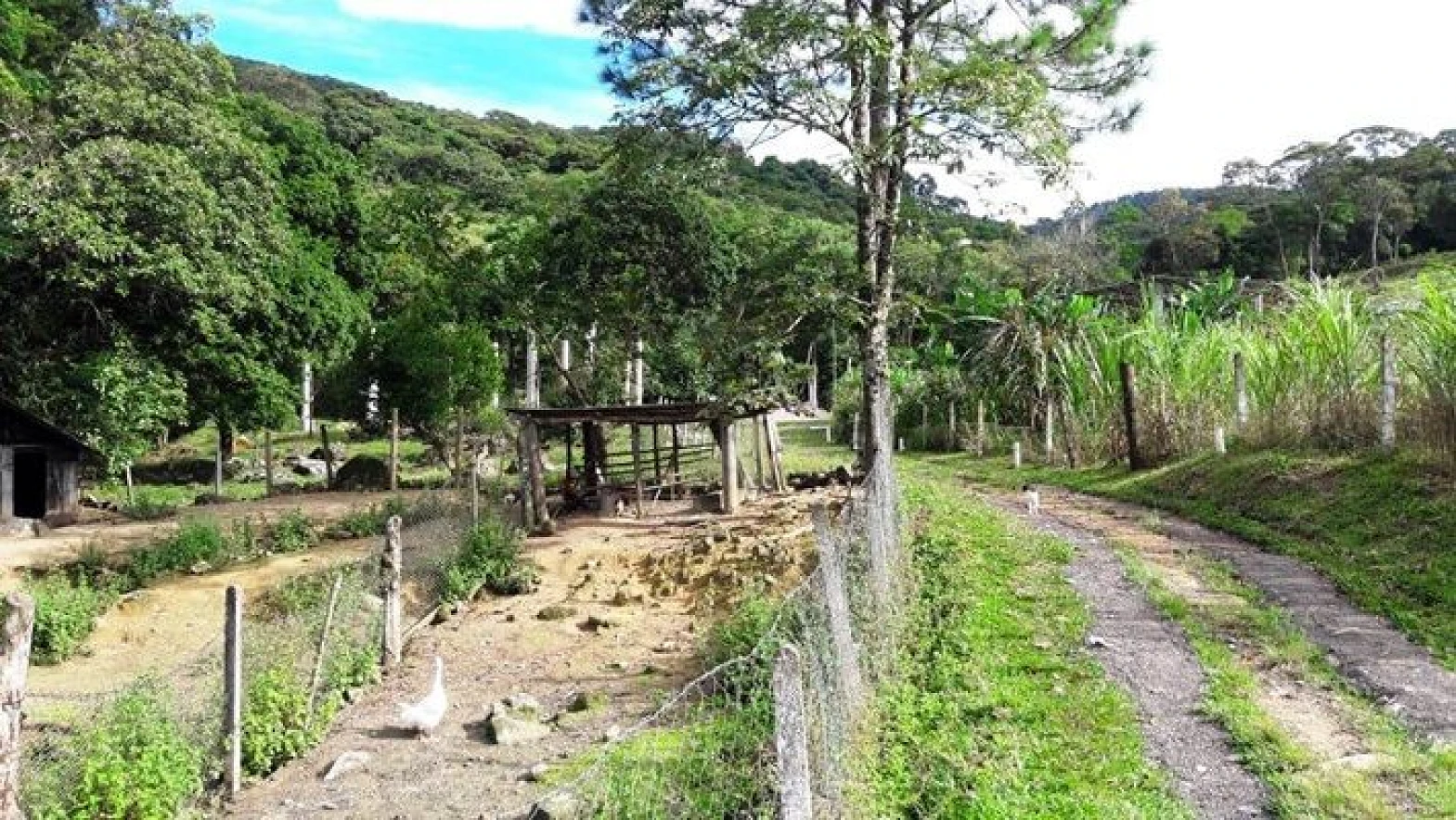 Sitio a Venda - Forquilhas - São José/SC - Foto 35