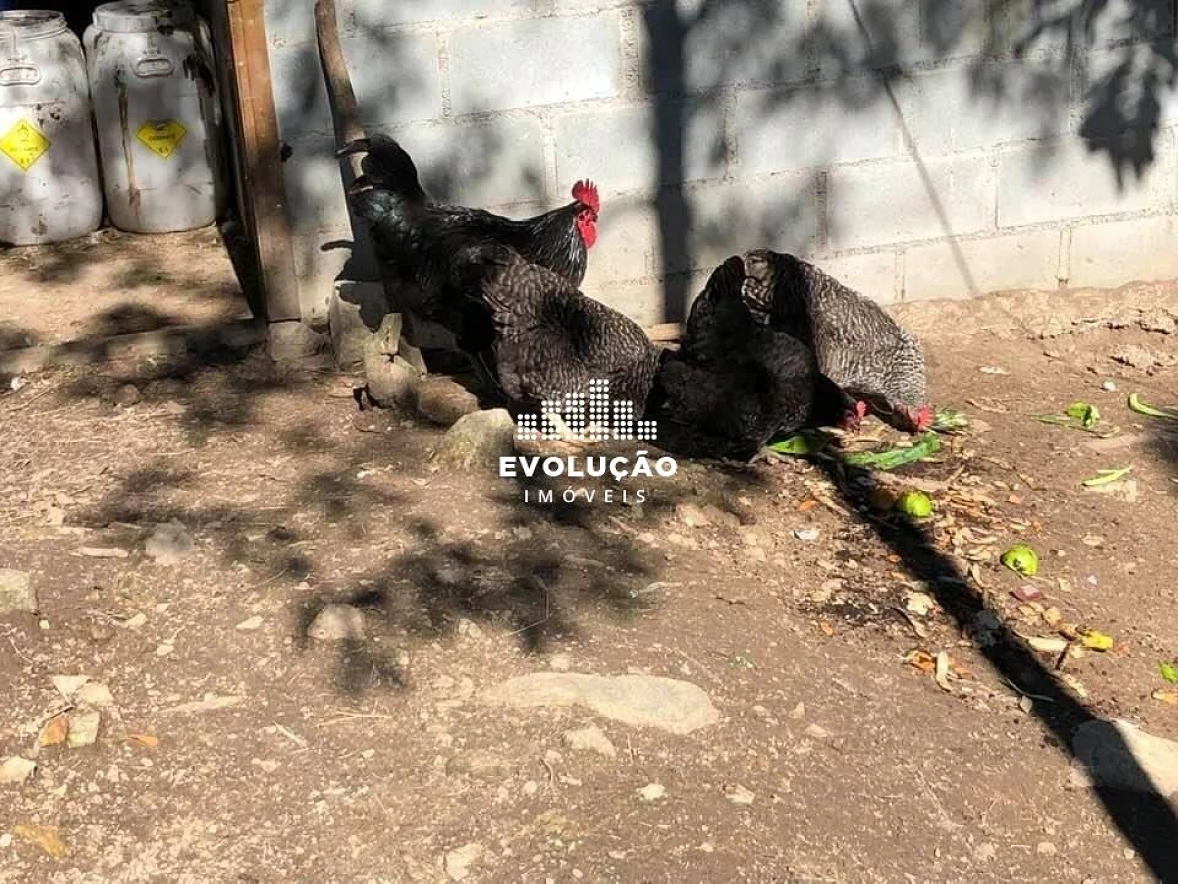 Sítio 26.000M² - Vargem do Braço, Santo Amaro da Imperatriz - Foto 17