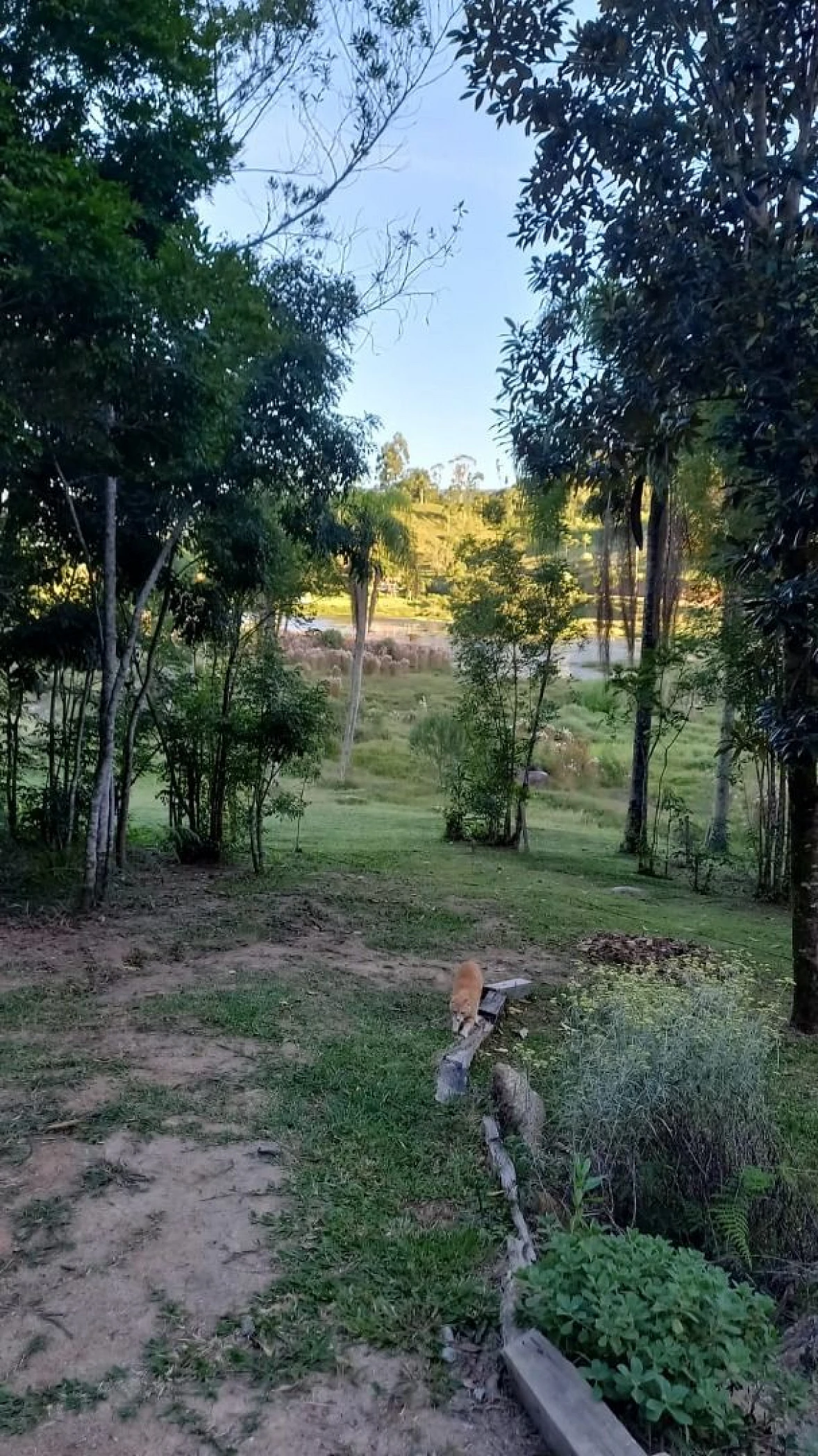 Sítio a Venda - São Bonifácio/SC - Foto 6