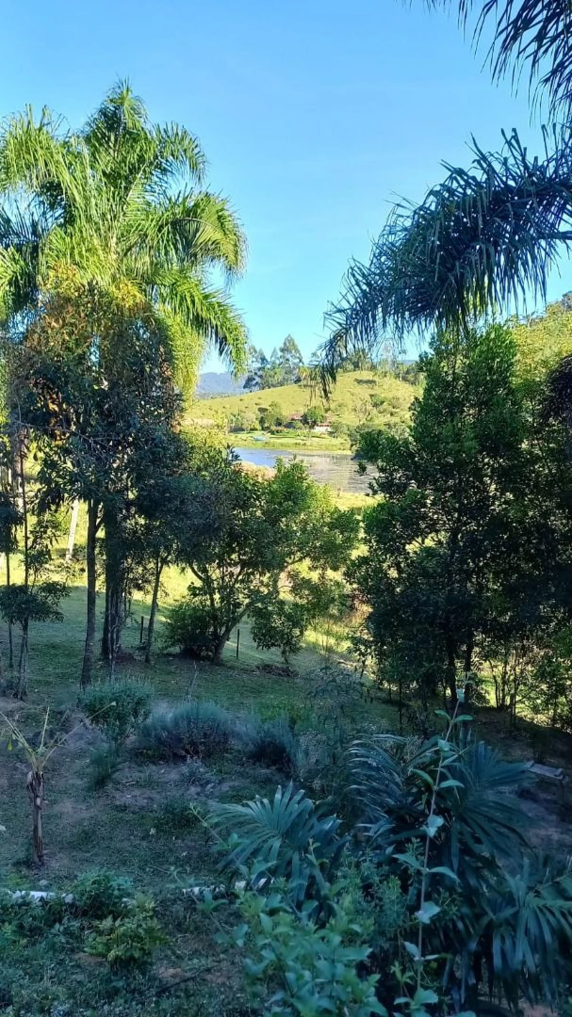 Sítio a Venda - São Bonifácio/SC - Foto 9
