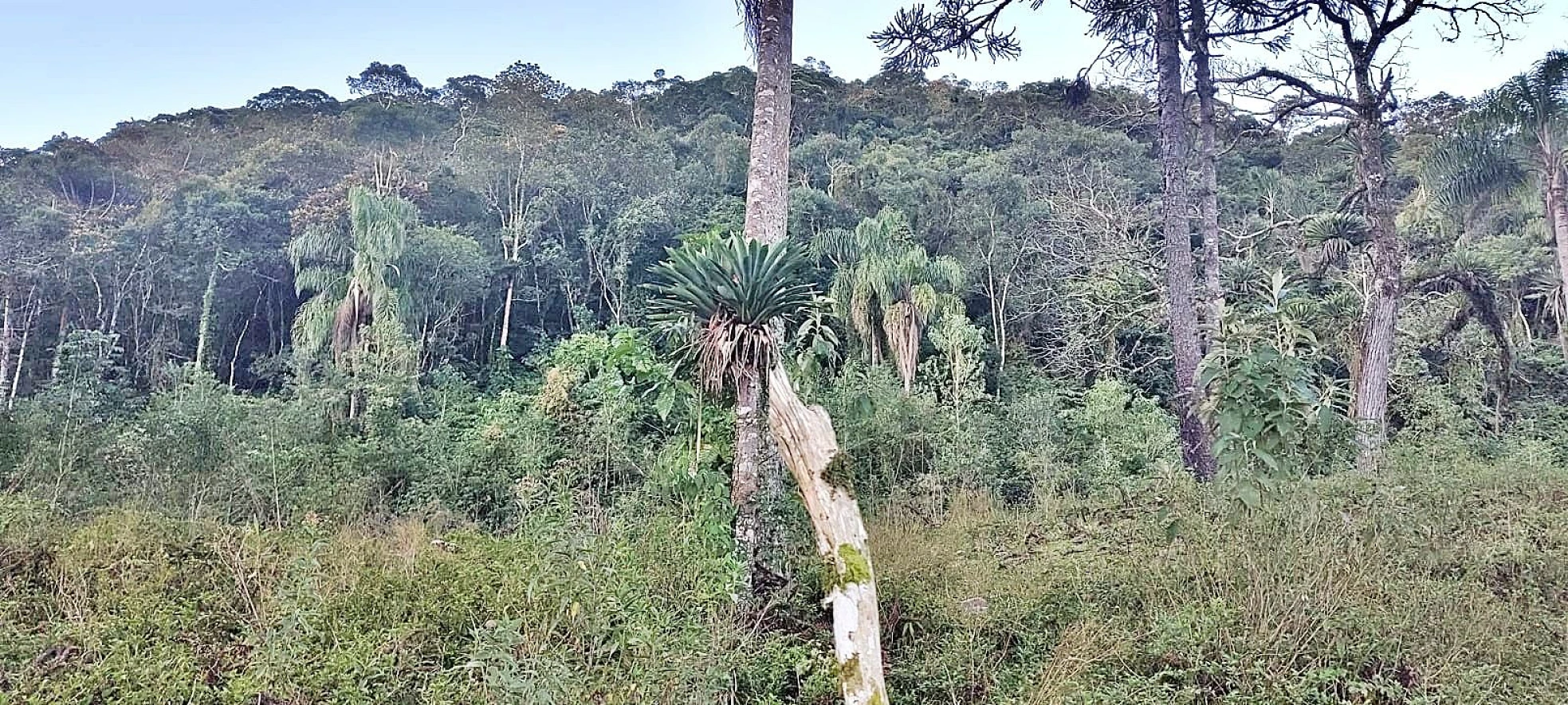 Terreno Rural 11 Hectares - Águas Mornas - Foto 13