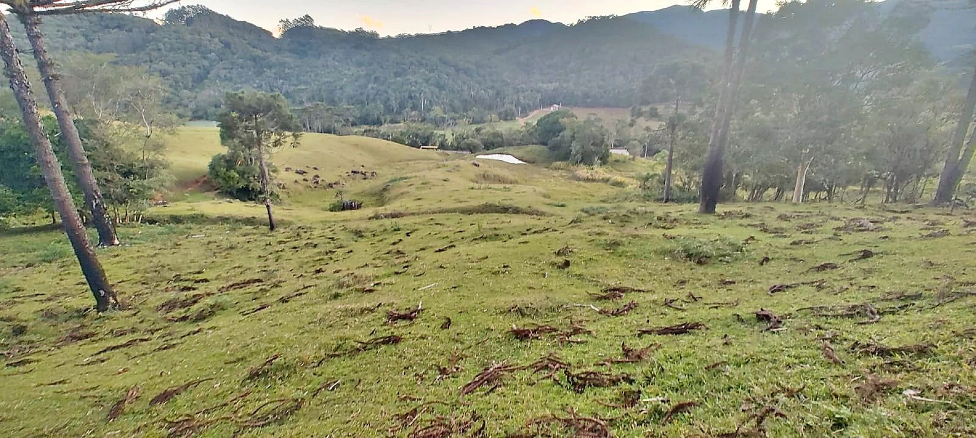 Terreno Rural 11 Hectares - Águas Mornas - Foto 15