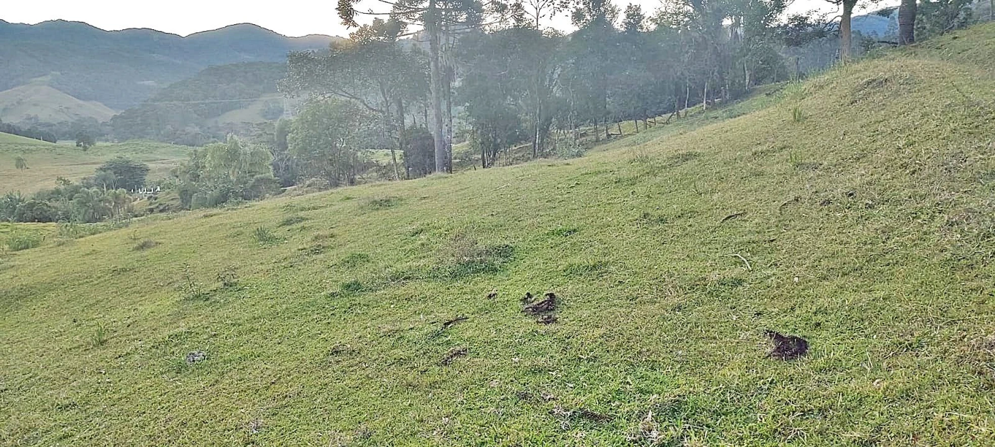 Terreno Rural 11 Hectares - Águas Mornas - Foto 16