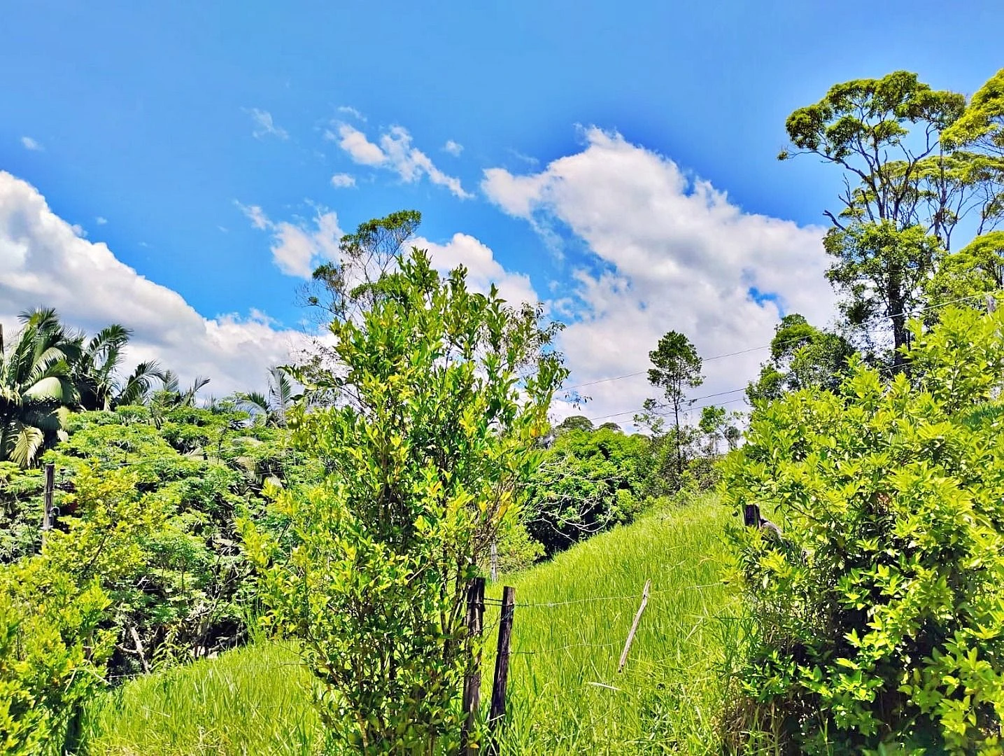 Terreno em Varginha, Santo Amaro da Imperatriz