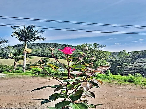 Sítio 2000m² Área, Casa 3 Quartos, 1 Suíte - São Pedro de Alcântara - Foto 11