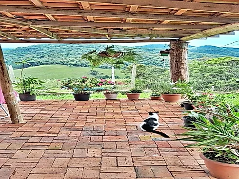 Sítio 2000m² Área, Casa 3 Quartos, 1 Suíte - São Pedro de Alcântara - Foto 14